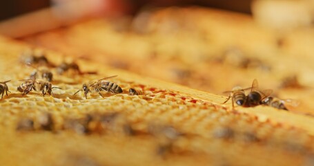 Macro Shot of Bees Producing Honey