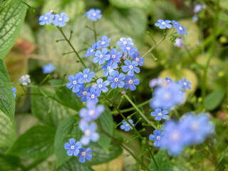 Brunnera macrophylla or largeleaf brunnera blue flowers closeup