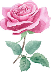 Rose Watercolor