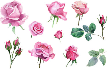 set of pink roses