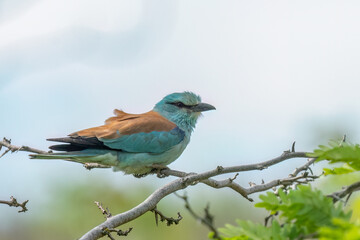 European roller is perched on a branch