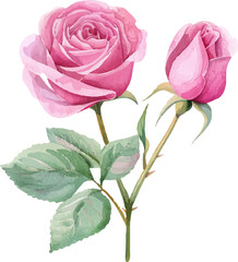 Fototapeta premium pink rose isolated on white