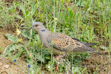 European turtle dove standing on the ground