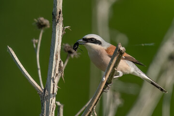 Red-backed shrike standing on a branch holding bug in her beak