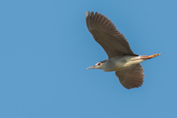 Black-crowned night heron flying in the sky with wide opened wings