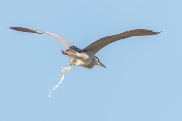 Black-crowned night heron flying in the sky with wide opened wings and throw excrements