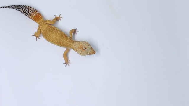 Cute and adorable leopard gecko with morph schtct Tremper on isolated white background.	