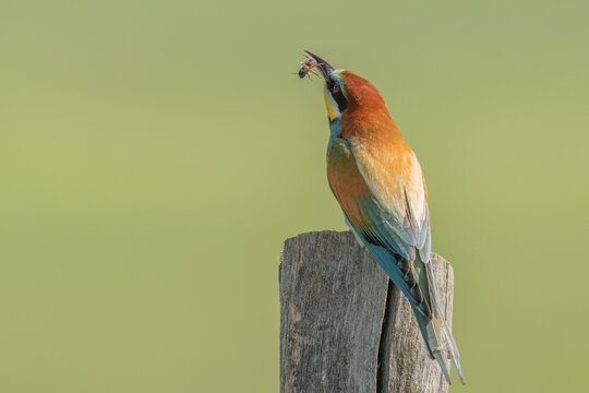European bee-eater perched on a wooden pole holding a bug in her beak