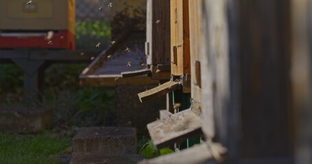 Macro Shot of Bees Producing Honey