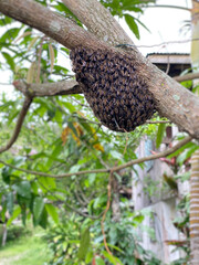 Honeybee swarms on mango tree background. Side view. Stock photo.