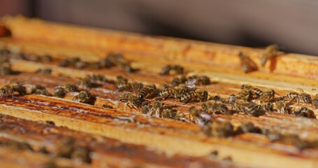 Macro Shot of Bees Producing Honey