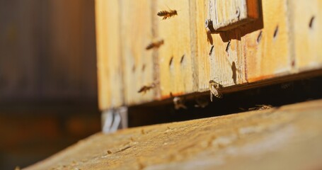 Macro Shot of Bees Producing Honey