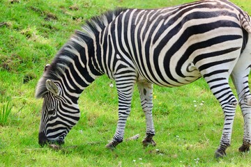 zebra eating grass