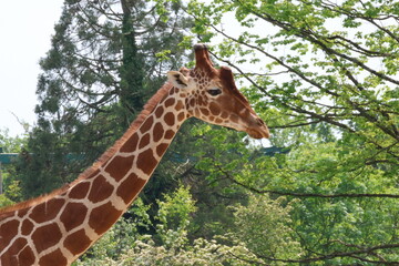 giraffe in the zoo