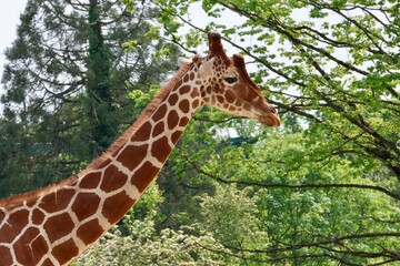 giraffe in the zoo