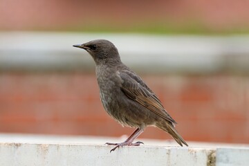 Bird on the fence