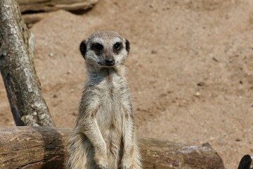 meerkat on guard