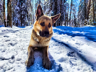 Dog German Shepherd in a winter day, white snow and tree around. Waiting eastern European dog veo...