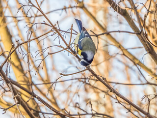 Cute small titmouse eats buds on the tree twigs, blurred colored background