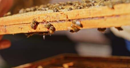 Macro Shot of Bees Producing Honey