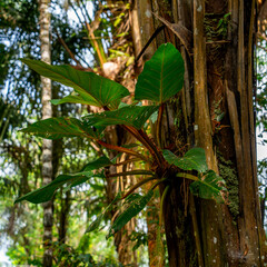 Obraz premium Close up of an Epiphyte on the side of a palm tree in Suriname 