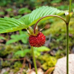 Ripe wild strawberry - Fragaria vesca in June