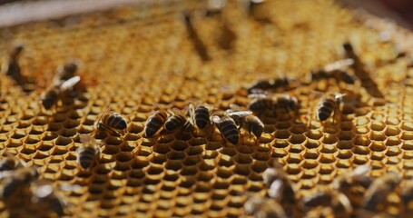 Macro Shot of Bees Producing Honey