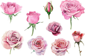 Watercolor pink rose flower bouquet set