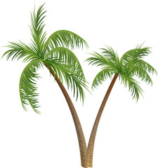 palm tree isolated on white background