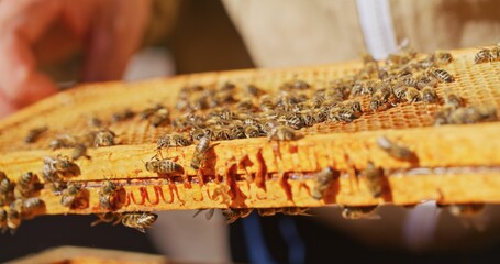 Macro Shot of Bees Producing Honey