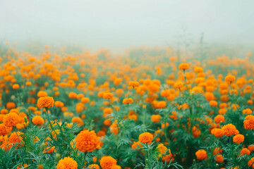Obraz premium A field of orange flowers with a hazy, foggy sky in the background