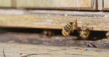 Macro Shot of Bees Producing Honey