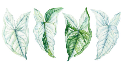 Exotic leaves set watercolor botanical garden painting Jungle illustrations, monstera leaf Tropical green plant isolated