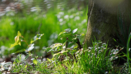Piękne wiosenne rośliny przy konarze drzewa w lesie. © Stanisław Błachowicz