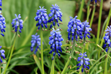 Obraz premium Kwiaty błękitne, niebieskie w ogrodzie.