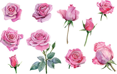 Fototapeta premium watercolor pink rose flower bouquet