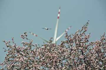 Dron w powietrzu nad kwitnącym drzewem w tle turbina wiatrowa. © Stanisław Błachowicz