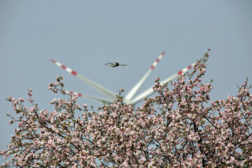 Dron w powietrzu nad kwitnącym drzewem w tle turbina wiatrowa. © Stanisław Błachowicz