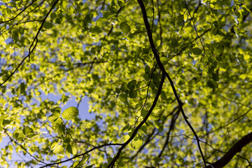 Obraz premium new hornbeam foliage in spring on a sunny day