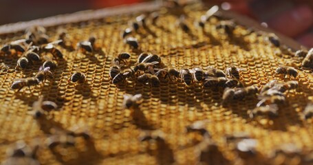 Macro Shot of Bees Producing Honey