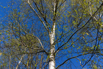 Fototapeta premium beautiful new birch foliage in sunny weather