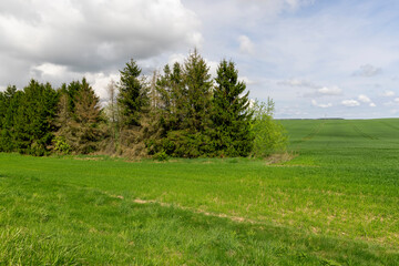 green wheat grass in the spring in the field