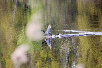 Dzika kaczka podrywająca się do lotu na stawie, zbiorniku wodnym.