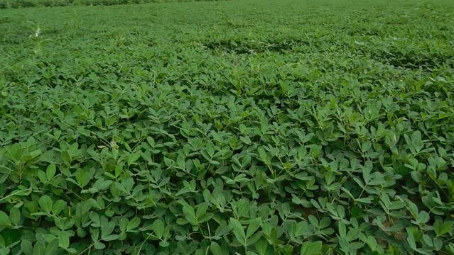 Fragment of the field with blooming peanut plants, top view close-up in overcast weather