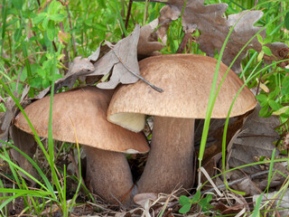 Two edible tasty mushrooms Boletus reticulatus, also known as oak mushroom, summer cep or summer bolete, growing in the grass