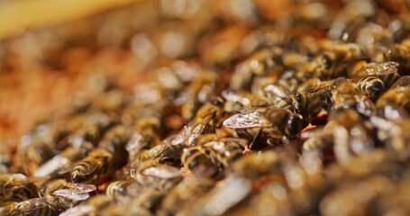 Macro Shot of Bees Producing Honey