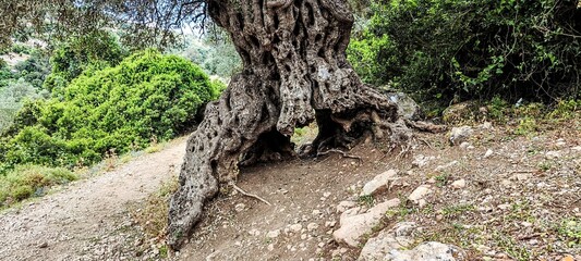 Ancient olive tree on Mount Carmel