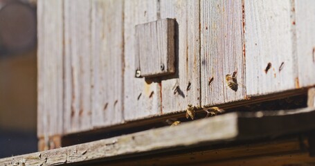 Macro Shot of Bees Producing Honey