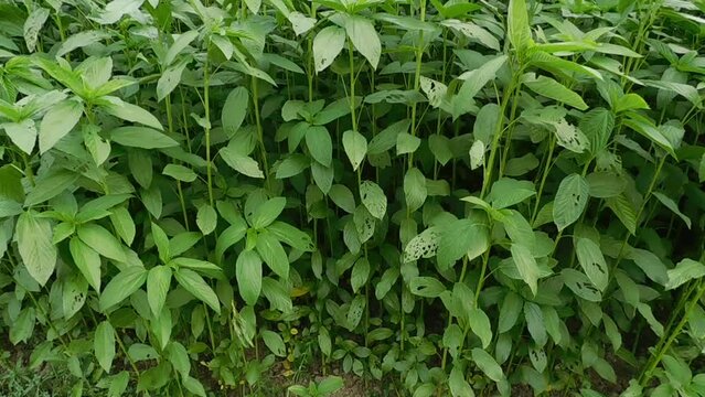 Jute Land or Jute Fields. Footage of jute fields in green Bengal. The green jute leaves are swaying in the wind.
