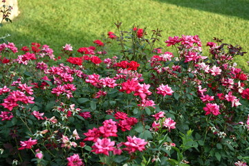 Fiori colorati nei giardini di Benevento 